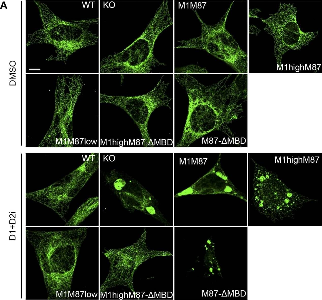Immunocytochemistry/ Immunofluorescence Nogo Antibody - BSA Free