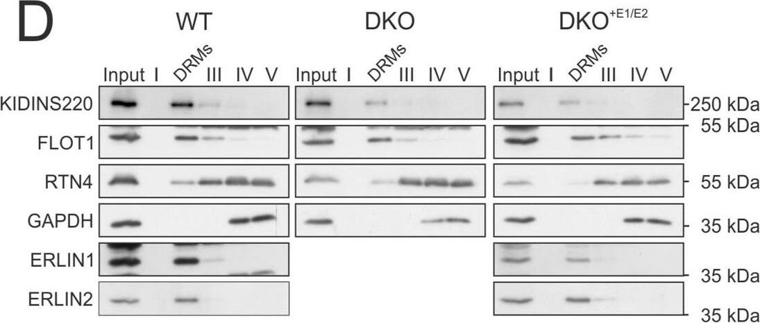 Western Blot Nogo Antibody - BSA Free