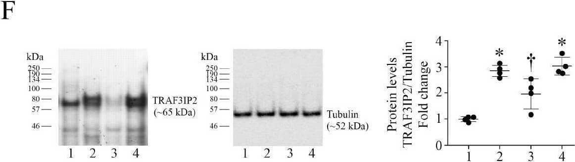 Western Blot TRAF3IP2 Antibody - BSA Free