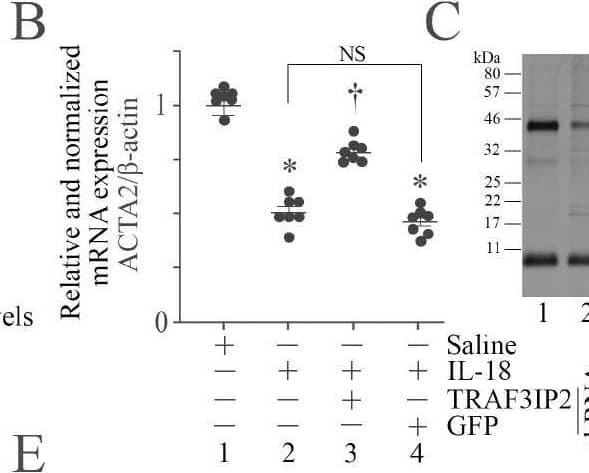 Western Blot TRAF3IP2 Antibody - BSA Free