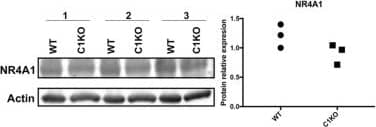 RNA-seq results were validated by Western blot analysis in WT and calpain-1 KO mice. Western blot images and quantifications showing the expression levels of HSPA1B, DNAJB1, IDE, ARC, PER2, PLA2G4E, and NR4A1 proteins in three independent replicates, respectively. Dot plots were used for the quantification of the expression levels of 7 proteins compared to actin control in WT and calpain-1 KO mice. Unpaired t-test in Prism 7 was used to calculate p values, *p < 0.05, **p < 0.01, ***p < 0.001.