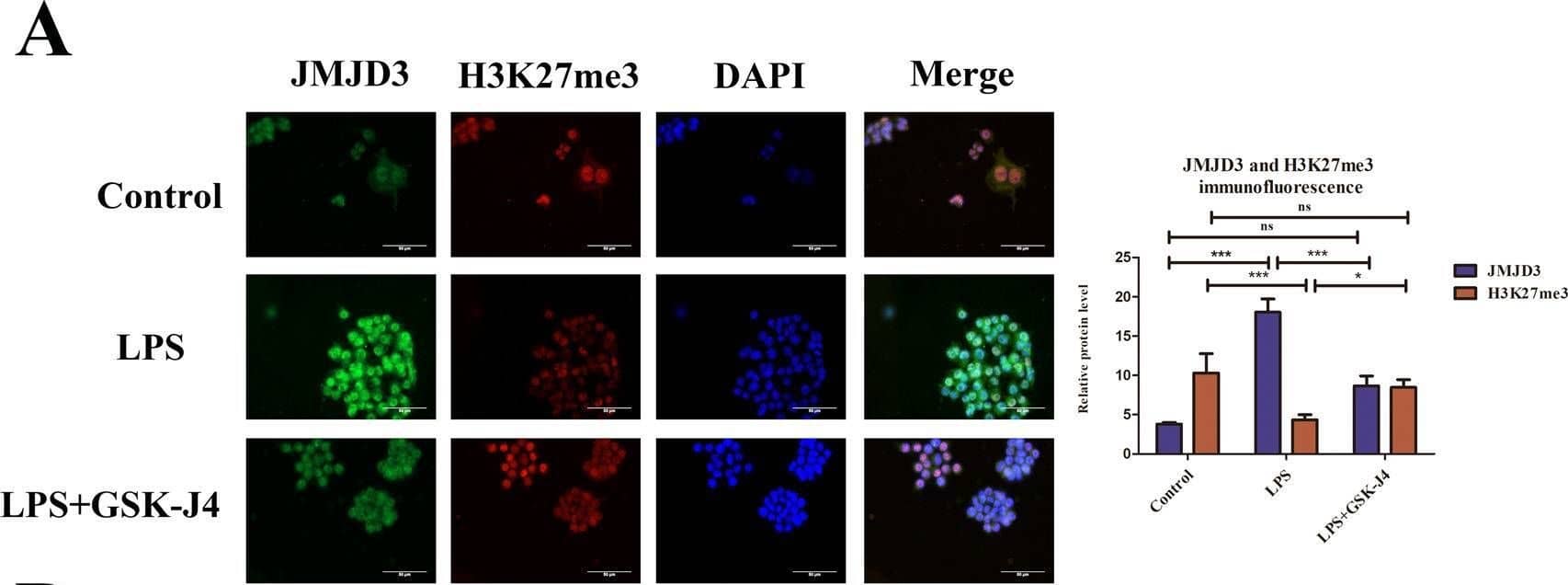 JMJD3-induced H3K27me3 demethylation and up-regulated ADORA2A and C/EBP beta  expressions in macrophage.A In LPS-stimulated macrophage, JMJD3 expression was increased while H3K27me3 was decreased (JMJD3: P < 0.001, control vs. LPS group; H3K27me3: P < 0.001, control vs. LPS group),using GSK-J4 inhibit JMJD3 with lower JMJD3 and higher H3K27me3 (JMJD3: P < 0.05, LPS vs. LPS + GSK-J4 group;H3K27me3: P < 0.001, LPS vs. LPS + GSK-J4 group) (n = 3 in each group). B In the LPS group, C/EBP beta  expression was increased, and inhibiting JMJD3 could reduce C/EBP beta  expression (C/EBP beta : P < 0.05, control vs. LPS group, P < 0.05, LPS vs. LPS+GSK-J4 group), (n = 3 in each group). C ADORA2A expression increased in LPS-stimulated macrophage and GSK-J4 made it downregulation (ADORA2A: P < 0.001, control vs. LPS group, P < 0.01, LPS vs. LPS + GSK-J4 group; H3K27me3: P < 0.001, control vs. LPS group, P < 0.01, LPS vs. LPS + GSK-J4 group) (n = 3 in each group). ns indicated no statistical significance, *P < 0.05, **P < 0.01, and ***P < 0.001. Image collected and cropped by CiteAb from the following open publication (//pubmed.ncbi.nlm.nih.gov/36456564), licensed under a CC-BY license. Not internally tested by Novus Biologicals.