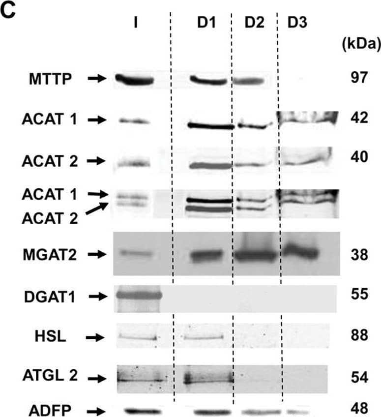 Lipidomic analysis.Intestinal LD contains TAG but also DAG, MAG and FFA and lipid metabolizing enzymes A) TLC analysis of neutrals lipids from initial homogenate (I), the LD D1, D2 and D3, the fraction M containing microsomes and membrane and the last infranatant (S). Lipids were stained using 25% H2SO4 and heated what led to stain in blue free (FC) and esterified (EC) cholesterols and in brown free fatty acids (FFA), monoacylglycerol (MAG), diacylglycerol (DAG, either 1,2 DAG or 1,3 DAG) and triacylglycerol (TAG). Sample volumes were adapted to permit concomitant lipid visualization in a unique thin layer. S was almost exempt of lipids even after concentration. B) Acyl esterase assay were performed with equivalent samples of D1, D2 and D3. Lipids were extracted, separated by TLC, stained with iodine vapor. The bands corresponding to FFA, MAG, DAG and TAG were scrapped and the incorporated radio-activity was quantified by liquid scintillation counting. Data are expressed in means of 103 dpm/equivalent sample +/- SEM, n = 3 separate experiments. C) Immunodetection of ADFP (adipocyte differenciation-related protein), MTTP (microsomal triglyceride transfer protein), ACAT1 and ACAT2 (acetyl-CoA cholesterol acyl transferase), MGAT2 (monoacyl glycerol acyl transferase 2), HSL (Hormone sensitive lipase) and ATGL (adipose triglyceride lipase). ACAT1 and ACAT2 were selectively detected in distinct bands that are clearly distinguished after co-incubation with anti-ACAT1 and anti-ACAT2 antibodies. For each sample, equivalent amounts of proteins (60ug) were subjected to SDS-PAGE and transferred on nitrocellulose membrane. All data in the figure are representative of 3 separate experiments. Image collected and cropped by CiteAb from the following open publication (//pubmed.ncbi.nlm.nih.gov/23560035), licensed under a CC-BY license. Not internally tested by Novus Biologicals.