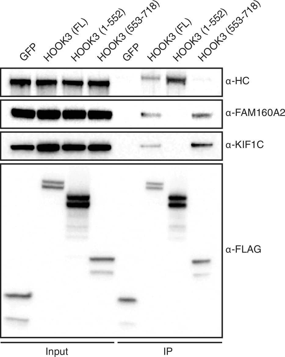 KIF1C is a novel HOOK3-interacting protein.sfGFP-3×FLAG and full length (FL) HOOK3, HOOK3 (1–552), and HOOK3 (553–718) all tagged with sfGFP and 3×FLAG were immunoprecipitated with  alpha -FLAG antibodies from transiently transfected HEK-293T cells. Western blots with  alpha -HC,  alpha -FAM160A2,  alpha -KIF1C, and  alpha -FLAG antibodies were used to determine which proteins co-immunoprecipitated with each HOOK3 construct.DOI://dx.doi.org/10.7554/eLife.28257.015