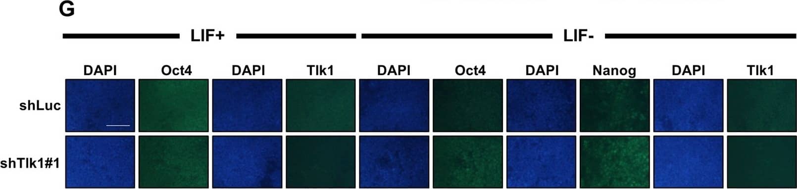 Immunocytochemistry/ Immunofluorescence: Nanog Antibody [NB100-58842] - Tlk1-deficiency in mESCs causes a delay in the downregulation of core pluripotency factors upon differentiation. (A,C & E) Representative immunoblotting images showing Tlk1, Oct4, Sox2, & Nanog levels in Tlk1-KD cells upon differentiation. Differentiation was induced three different ways as previously described in Fig. 3. Alpha-tubulin was used as the loading control. (B,D & F) Quantification of the relative expression of the target proteins in panels (A,C, & E). The target proteins levels were normalized to that of  alpha -tubulin. The protein expression levels of shLuc KD cells were normalized to 1. The biological data are presented as mean (n = 4) ± SEM for LIF- & EB & for RA (n = 3). *Р < 0.05, **P < 0.01, & ***P < 0.001. (G) Immunofluorescence analysis of Oct4, Nanog & Tlk1 in control (shLuc) & Tlk1-deficient mESCs. Scale bars represent 100 µm. Image collected & cropped by CiteAb from the following publication (//pubmed.ncbi.nlm.nih.gov/29321513), licensed under a CC-BY license. Not internally tested by Novus Biologicals.