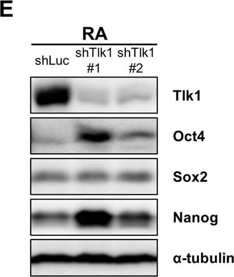 Western Blot: Nanog Antibody [NB100-58842] - Tlk1-deficiency in mESCs causes a delay in the downregulation of core pluripotency factors upon differentiation. (A,C & E) Representative immunoblotting images showing Tlk1, Oct4, Sox2, & Nanog levels in Tlk1-KD cells upon differentiation. Differentiation was induced three different ways as previously described in Fig. 3. Alpha-tubulin was used as the loading control. (B,D & F) Quantification of the relative expression of the target proteins in panels (A,C, & E). The target proteins levels were normalized to that of  alpha -tubulin. The protein expression levels of shLuc KD cells were normalized to 1. The biological data are presented as mean (n = 4) ± SEM for LIF- & EB & for RA (n = 3). *Р < 0.05, **P < 0.01, & ***P < 0.001. (G) Immunofluorescence analysis of Oct4, Nanog & Tlk1 in control (shLuc) & Tlk1-deficient mESCs. Scale bars represent 100 µm. Image collected & cropped by CiteAb from the following publication (//pubmed.ncbi.nlm.nih.gov/29321513), licensed under a CC-BY license. Not internally tested by Novus Biologicals.