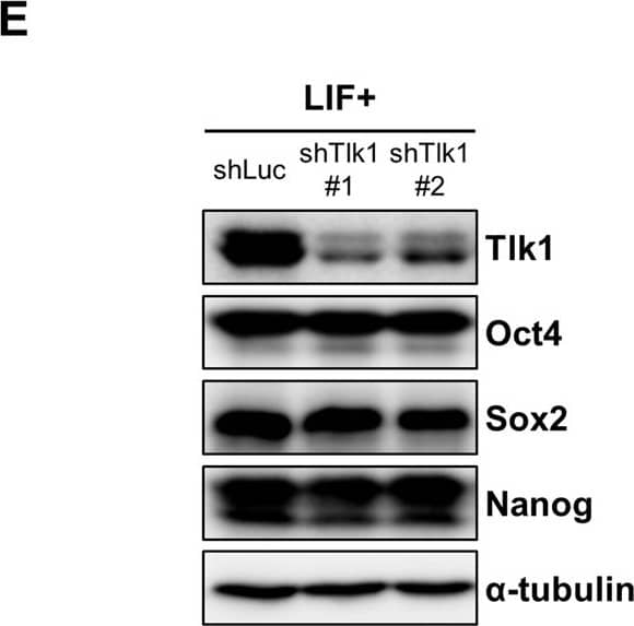 Western Blot: Nanog Antibody [NB100-58842] - Tlk1 is not required for mESC self-renewal or pluripotency. (A) The efficiency of Tlk1 knockdown (KD) in control (shLuc) & Tlk1-KD mESCs (shTlk1 #1 & #2) was confirmed by RT-qPCR analysis. Data are mean (n = 3) ± SEM. **Р < 0.01 & ***Р < 0.001. (B) The morphology of control (shLuc) & Tlk1-KD (shTlk1 #1 & #2) mESCs was evaluated using phase-contrast microscopic images & AP staining. Scale bars represent 500 µm. (C & D) The mRNA expression of pluripotency-associated & development-associated genes were analyzed by RT-qPCR in control (shLuc) & Tlk1-KD (shTlk1 #1 & #2) mESCs cultured under undifferentiated self-renewal conditions. All data were normalized to Gapdh & plotted relative to the expression level in control cells. Data are means (n = 3) ± SEM. *Р < 0.05, **Р < 0.01, & ***Р < 0.001. (E) The protein levels of pluripotency factors in control (shLuc) & Tlk1-KD (shTlk1 #1 & #2) mESCs was analyzed by immunoblotting using antibodies specific to Oct4, Sox2, & Nanog. (F) Quantification based on densitometry of Western blotting data from (E). All data were normalized to  alpha -tubulin. Data are means (n = 3) ± SEM. *Р < 0.05, **Р < 0.01, & ***Р < 0.001. Image collected & cropped by CiteAb from the following publication (//pubmed.ncbi.nlm.nih.gov/29321513), licensed under a CC-BY license. Not internally tested by Novus Biologicals.