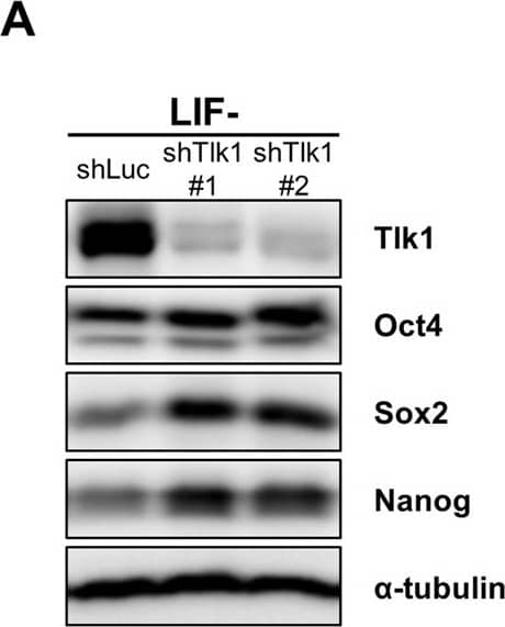 Western Blot: Nanog Antibody [NB100-58842] - Tlk1-deficiency in mESCs causes a delay in the downregulation of core pluripotency factors upon differentiation. (A,C & E) Representative immunoblotting images showing Tlk1, Oct4, Sox2, & Nanog levels in Tlk1-KD cells upon differentiation. Differentiation was induced three different ways as previously described in Fig. 3. Alpha-tubulin was used as the loading control. (B,D & F) Quantification of the relative expression of the target proteins in panels (A,C, & E). The target proteins levels were normalized to that of  alpha -tubulin. The protein expression levels of shLuc KD cells were normalized to 1. The biological data are presented as mean (n = 4) ± SEM for LIF- & EB & for RA (n = 3). *Р < 0.05, **P < 0.01, & ***P < 0.001. (G) Immunofluorescence analysis of Oct4, Nanog & Tlk1 in control (shLuc) & Tlk1-deficient mESCs. Scale bars represent 100 µm. Image collected & cropped by CiteAb from the following publication (//pubmed.ncbi.nlm.nih.gov/29321513), licensed under a CC-BY license. Not internally tested by Novus Biologicals.