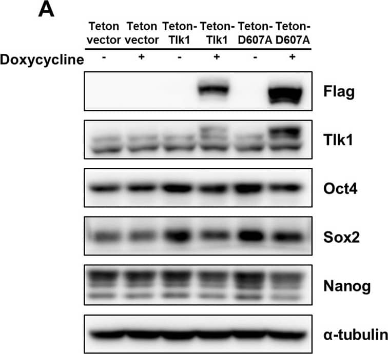 Western Blot: Nanog Antibody [NB100-58842] - The forced expression of Tlk1 results in the aberrant downregulation of core pluripotency factors & attenuates self-renewal. (A) Immunoblot analysis of Oct4, Sox2, & Nanog levels in control mESCs (empty vector or doxycycline depletion) & Tlk1-overexpressing mESCs. The mESCs expressing an empty vector or the Tet-On-Tlk1 or Tet-On-Tlk1-D607A expression vector were cultured in the absence or presence of doxycycline (Dox; 100 ng/ml) for 24 hrs under undifferentiated self-renewal conditions. (B) Quantification of results from (A). The protein levels of the target genes were normalized to  alpha -tubulin levels. The protein expression levels of each mESC line not treated with doxycycline were normalized to 1. The biological data are presented as mean (n = 6) ± SEM. *Р < 0.05, & **P < 0.01. (C) The morphology & AP staining of Tet-On-inducible Tlk1-expressing cell lines cultured in mock (Dox−) or doxycycline (Dox+) for 48 hrs. Scale bar, 500 µm. Image collected & cropped by CiteAb from the following publication (//pubmed.ncbi.nlm.nih.gov/29321513), licensed under a CC-BY license. Not internally tested by Novus Biologicals.