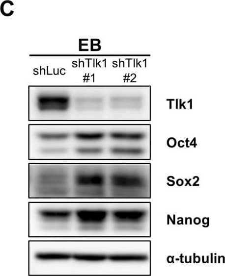 Western Blot: Nanog Antibody [NB100-58842] - Tlk1-deficiency in mESCs causes a delay in the downregulation of core pluripotency factors upon differentiation. (A,C & E) Representative immunoblotting images showing Tlk1, Oct4, Sox2, & Nanog levels in Tlk1-KD cells upon differentiation. Differentiation was induced three different ways as previously described in Fig. 3. Alpha-tubulin was used as the loading control. (B,D & F) Quantification of the relative expression of the target proteins in panels (A,C, & E). The target proteins levels were normalized to that of  alpha -tubulin. The protein expression levels of shLuc KD cells were normalized to 1. The biological data are presented as mean (n = 4) ± SEM for LIF- & EB & for RA (n = 3). *Р < 0.05, **P < 0.01, & ***P < 0.001. (G) Immunofluorescence analysis of Oct4, Nanog & Tlk1 in control (shLuc) & Tlk1-deficient mESCs. Scale bars represent 100 µm. Image collected & cropped by CiteAb from the following publication (//pubmed.ncbi.nlm.nih.gov/29321513), licensed under a CC-BY license. Not internally tested by Novus Biologicals.