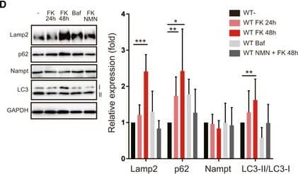 The Nampt inhibitor, FK866, decreased NAD+ contents and lysosomal functionTime course of intracellular NAD+ or NADH content after addition of the Nampt inhibitor, FK866 (n = 3) in WT MEF cells. The right panel shows what FK866 inhibits in the NAD synthesis pathway.Lysosomal activity was measured by DQ‐BSA in WT and p32KO MEFs. Error bars are presented as mean +/- SEM of three independent experiments. Statistical significance was assessed by Student’s t‐test, **P < 0.002.To monitor autophagosomes and autolysosomes, DAPRed and DALGreen were used. DALGreen fluorescence is enhanced at an acidic pH and is suitable for monitoring the autophagy degradation stage, also known as the autolysosome stage. In contrast, DAPRed has a pH‐independent fluorescence profile and remains fluorescent with almost constant intensity throughout the process of autophagy.Western blot analysis of Lamp2, p62, Nampt, and LC3. Treatment of WT MEFs with FK866 increased the expression of Lamp2, p62, and LC3. When bafilomycin A or FK866 plus NMN were added, the expression of these proteins did not change. One representative experiment out of three shown. Quantification is shown on the right side. The values are mean +/- SD of three independent experiments. Statistical significance was assessed by Student’s t‐test, *P < 0.05, **P < 0.01, ***P < 0.005 (n = 4 per group). Image collected and cropped by CiteAb from the following open publication (//pubmed.ncbi.nlm.nih.gov/33528041), licensed under a CC-BY license. Not internally tested by Novus Biologicals.