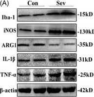 Western blot results. (A) Representative Western blot and quantitative analysis of protein levels of Iba‐1, iNOS, ARG1, IL‐1 beta , and TNF‐ alpha  in PFC tissues, n = 6. (B) Relative level of Iba‐1 protein in PFC (fold change relative to  beta ‐actin protein level). (C) The relative level of iNOS protein in PFC (fold change relative to  beta ‐actin protein level). (D) The relative level of ARG1 protein in PFC (fold change relative to  beta ‐actin protein level). (E) The relative level of IL‐1 beta  protein in PFC (fold change relative to  beta ‐actin protein level). (F) The relative level of TNF‐ alpha  protein in PFC (fold change relative to  beta ‐actin protein level). *p < 0.05 versus Con group. ARG1, arginase‐1; IL‐1 beta , interleukin‐1 beta ; iNOS, inducible nitric oxide synthase; PFC, prefrontal cortex; TNF‐ alpha , tumor necrosis factor‐ alpha  [Color figure can be viewed at wileyonlinelibrary.com] Image collected and cropped by CiteAb from the following open publication (//pubmed.ncbi.nlm.nih.gov/37786559), licensed under a CC-BY license. Not internally tested by Novus Biologicals.