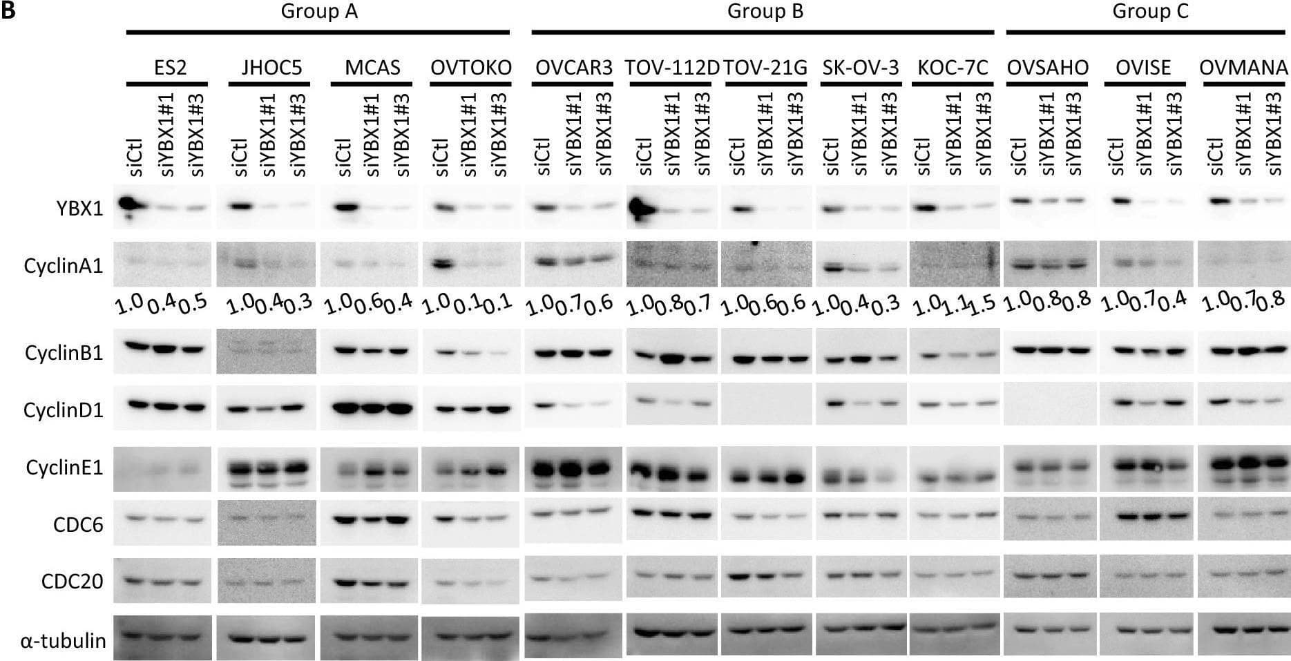 Western Blot Cdc20 Antibody