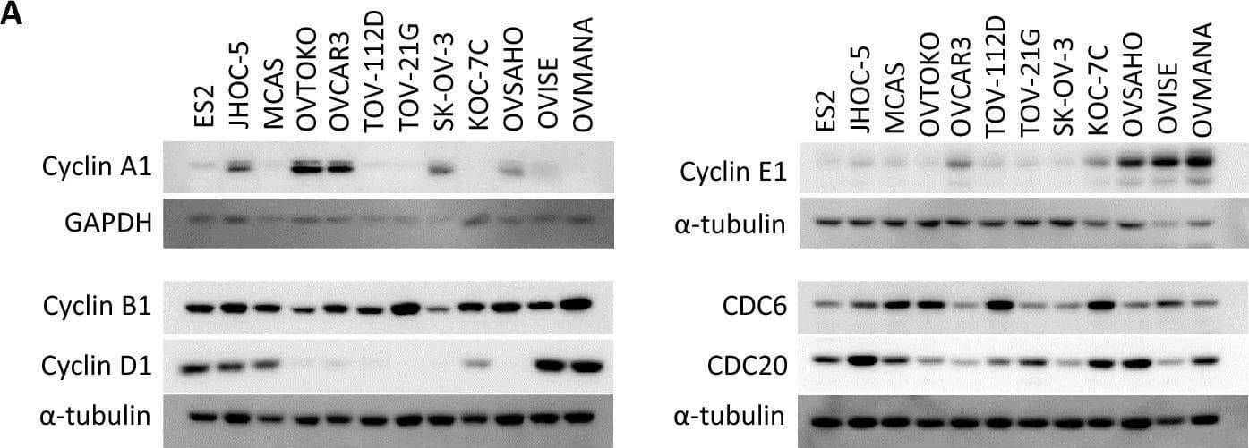 Western Blot Cdc20 Antibody