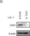 Chromatin marks associated with transcriptional elongation are increased in the absence of Lsh.(A) Schematic diagram depicting the position of the primer pairs (black lines) used for ChIP analysis. Comparison of the ratio of H3K36Me3 (B), H3K79Me2 (C) and H3K4Me3 (E) enrichment to total H3 occupancies (Fig. S6) between Lsh WT and Lsh−/−MEFs at up, TSS, down and 3′UTR regions of HoxC6 and HoxC8 genes. (D) ChIP analysis for the detection of Ser 2 RNA Pol II (H5). (F) ChIP analysis for detection of Chd1. (G) Western analysis for detection of Chd1 protein comparing whole cell extracts derived from Lsh−/−MEFs targeted by Chd1 siRNA or control siRNA (H) Real-time RT-PCR analysis detecting HoxC6 and HoxC8 mRNA in Lsh−/− MEFs after targeting by Chd1 siRNA compared to control treated cells. Results represent standard deviations for the mean of three independent experiments. Asterix indicates a p value p<0.05. Image collected and cropped by CiteAb from the following open publication (//pubmed.ncbi.nlm.nih.gov/20161795), licensed under a CC0-1.0 license. Not internally tested by Novus Biologicals.