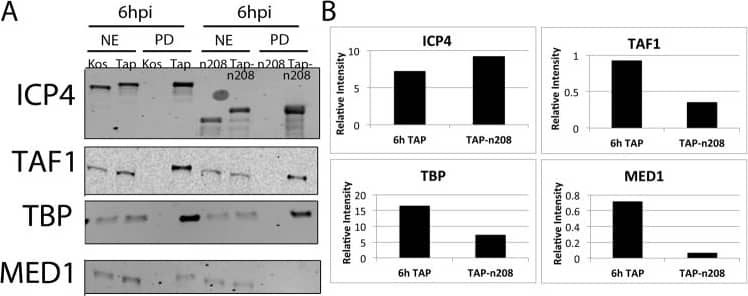 Western Blot MED13 Antibody