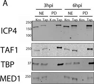 Western Blot MED13 Antibody