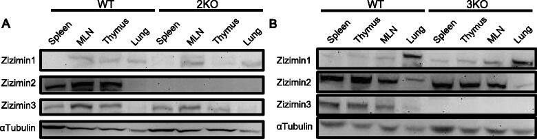 Western Blot: DOCK10 Antibody [NB100-60669] - Absence of Zizimin proteins, but normal numbers of hematopoietic cells in KO mice. (A-B) Western blotting for Ziz2 (A) or Ziz3 (B) Protein lysates (30 μg/lane) were loaded & designated antibodies were reacted with the membranes. Replicated membranes were used for all antibodies. Zizimin proteins were absent in KO mice (8 weeks old, male). (C-F) The numbers of hematopoietic cells were counted after the hemolytic reaction (C-E) or flow cytometric analysis (F). No significant difference was observed among the groups (C-F). Three mice (8 weeks old, female) per group from three independent experiments (one mouse per group per experiment) were used. 2KO: Ziz2 KO. 3KO: Ziz3 KO. Image collected & cropped by CiteAb from the following publication (//immunityageing.biomedcentral.com/articles/10.1186/s12979-015-0028-x), licensed under a CC-BY license. Not internally tested by Novus Biologicals.