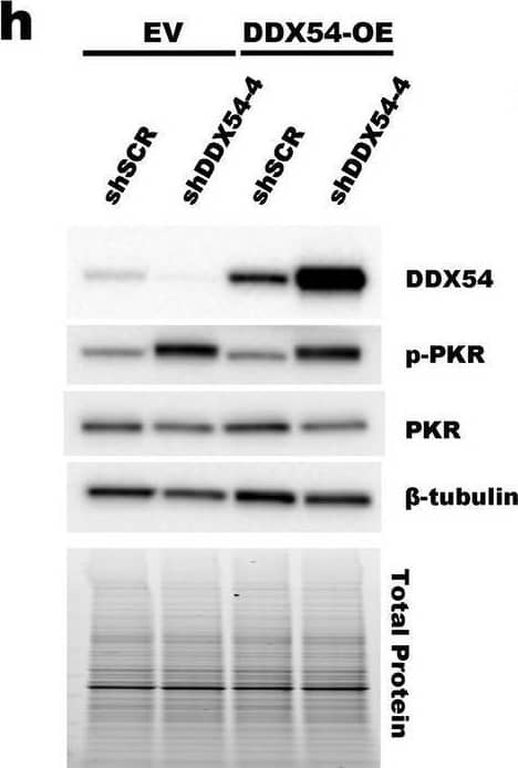 An shRNA targeting DDX54 causes activation of PKR. (a) Representative immunoblot of pPKR and other proteins of interest following knockdown of DDX54 by shDDX54-4 and shDDX54-5 (identical shRNA sequence) in MDA-MB-231 and BT549. Total protein was imaged using a Stain-Free Gel and was used for normalization. (b) Quantification of pPKR/PKR from the immunoblot in (a). See Supplemental Fig. 1 for quantification of other proteins of interest. (c) Quantification of foci formation shown in (d). (e) Representative immunoblot of pPKR and other proteins of interest following knockdown of DDX54 by shDDX54-4 in empty vector (EV) control MDA-MB-231 or DDX54 overexpressing (DDX54-OE) MDA-MB-231. (f) Cell proliferation as measured by counting viable cells by trypan blue exclusion. (g) Quantification of immunoblot in (e). (h) Representative immunoblot of pPKR and other proteins of interest following knockdown of DDX54 by shDDX54-4 in empty vector (EV) control BT549 or DDX54 overexpressing (DDX54-OE) BT549. (i) Quantification of immunoblot in (h). Bars or larger points represent the average of at least three replicates (shown as differently shaped points), error bars are +/- SD. *p < 0.05, **p < 0.01, ***p < 0.001. P-values determined by Dunnett’s test (b,c) or one-way ANOVA with post-hoc Tukey (g–i). Image collected and cropped by CiteAb from the following open publication (//pubmed.ncbi.nlm.nih.gov/39384561), licensed under a CC-BY license. Not internally tested by Novus Biologicals.