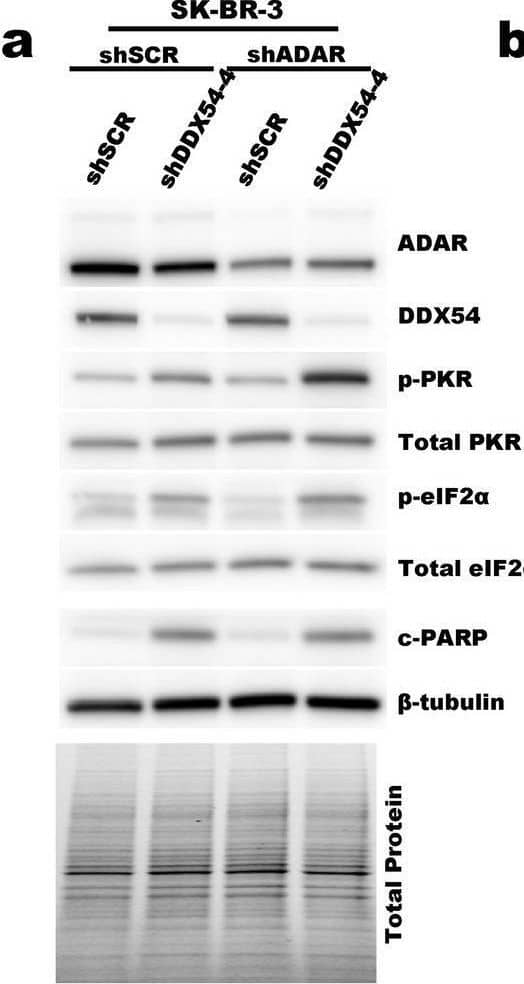 Western Blot DDX54 Antibody - BSA Free