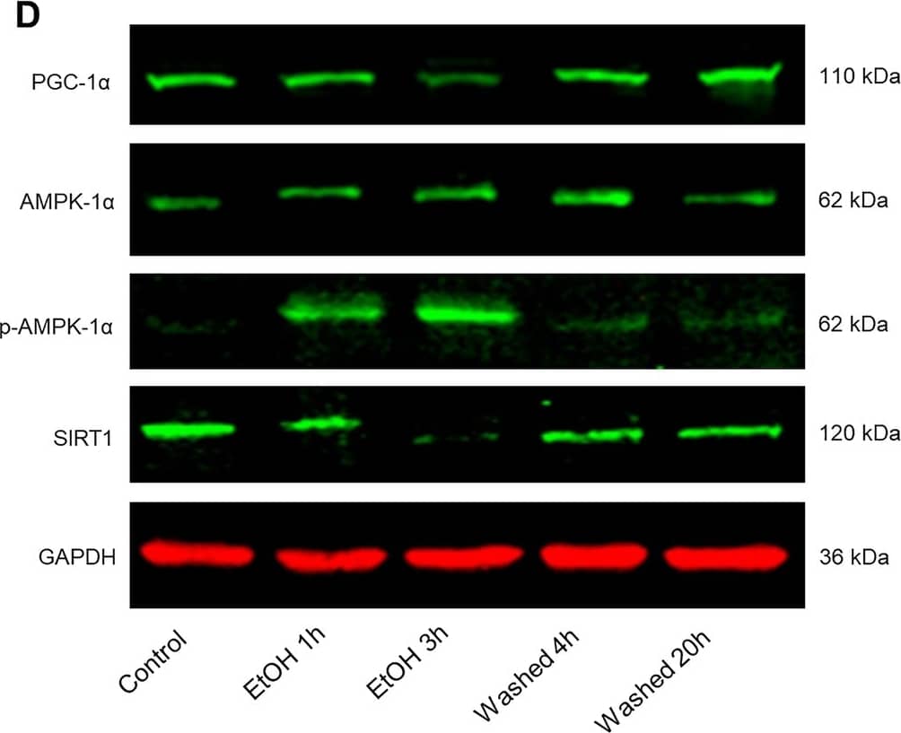 Changes in PGC-1 alpha  mediated mitochondrial biogenesis in the process of cellular degeneration and recovery.A–C mRNA expression of PGC-1 alpha , AMPK-1 alpha , SIRT1 in neuronal PC12 cells measured by qPCR. Data are presented as mean +/- SEM. *P < 0.05, **P < 0.01, vs. control group; ##P < 0.01, ####P < 0.0001, vs. EtOH 3 h group. D–H Protein expression of PGC-1 alpha , AMPK-1 alpha , p-AMPK-1 alpha , and SIRT1 in neuronal PC12 cells detected by western blot. Data are presented as mean +/- SEM. *P < 0.05, **P < 0.01, ***P < 0.001, ****P < 0.0001, vs. control group; #P < 0.05, ##P < 0.01, ###P < 0.001, ####P < 0.0001, vs. EtOH 3 h group. EtOH ethanol. Image collected and cropped by CiteAb from the following open publication (//www.nature.com/articles/s41420-024-01953-0), licensed under a CC-BY license. Not internally tested by Novus Biologicals.