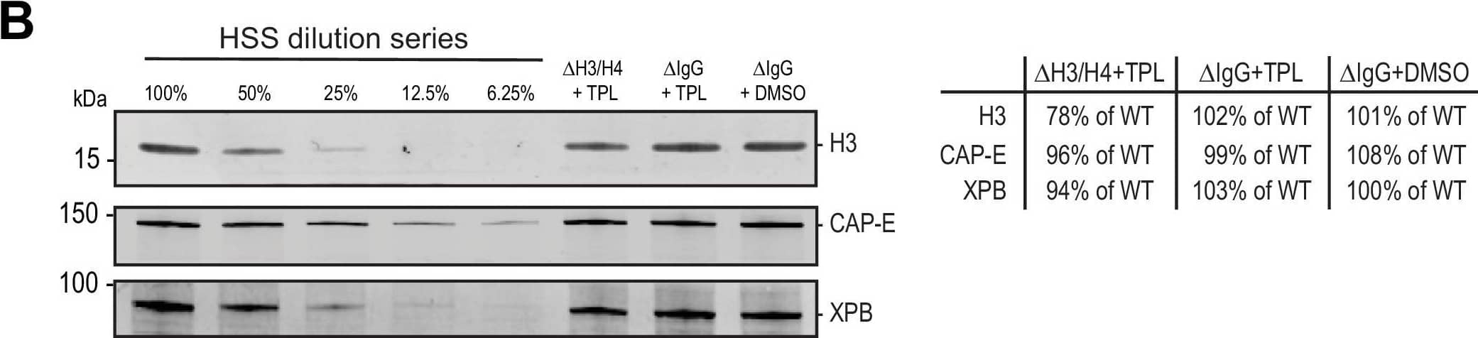 Western Blot: XPB Antibody [NB100-61060] - Effects of triptolide & histone depletion on condensation using mouse sperm.(A) Representative fluorescence images of chromatid assembly at steady state with mouse sperm nuclei in egg extracts (180 min after sperm nuclei addition) in the presence of indicated inhibitors. Triptolide or DMSO control was added at 25 min after nuclei addition. Triptolide was added at 50 μM. (B) Western blot for histone H3, CAP-E, & XPB in histone H4K12ac or IgG-depleted extracts in the presence of triptolide (TPL) or DMSO. Relative percentage of protein remaining after indicated treatments is shown.Figure 5—figure supplement 1—source data 1.Source data for Figure 5—figure supplement 1B.Source data for Figure 5—figure supplement 1B. Image collected & cropped by CiteAb from the following publication (//pubmed.ncbi.nlm.nih.gov/35293859), licensed under a CC-BY license. Not internally tested by Novus Biologicals.