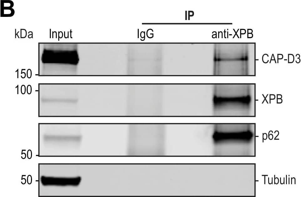 Western Blot: XPB Antibody [NB100-61060] - The TFIIH complex is required for the enrichment of condensins on chromosomes.(A) Left: Representative immunofluorescence images of Xenopus sperm nuclei incubated with Mock or CAP-E depleted extracts for 180 min. Chromatids were labeled with Hoechst & anti-XPB antibodies. Right: Quantification of fluorescence intensity of XPB on chromatin, normalized to Mock depleted condition. n = 24 structures for each condition. Error bars represent SD, & ‘NS’ indicates no statistically significant difference (p > 0.001). A.U., arbitrary units. Two biological replicates were performed, quantified structures are from a single experiment. (B) Western blot for indicated proteins that copurify with anti-XPB or IgG beads isolated from HSS extracts. IP, immunoprecipitate. (C) Western blot for indicated proteins that copurify with anti-CAP-E or Mock-treated beads isolated from HSS extracts. For condensin subunit detection, the blot was probed simultaneously with the indicated antibodies. Beads were coupled to either anti-CAP-E or pre-immune serum (“Mock”) & processed as indicated in the methods. IP, immunoprecipitate. (D) Representative immunofluorescence images of Xenopus sperm nuclei incubated with HSS extracts for 180 min. Chromatids were labeled with Hoechst & co-stained with anti-XPB & anti-CAP-E antibodies. Images of three representative individual chromatids are shown.Figure 3—figure supplement 1—source data 1.Source data for Figure 3—figure supplement 1B & C.Source data for Figure 3—figure supplement 1B & C. Image collected & cropped by CiteAb from the following publication (//pubmed.ncbi.nlm.nih.gov/35293859), licensed under a CC-BY license. Not internally tested by Novus Biologicals.