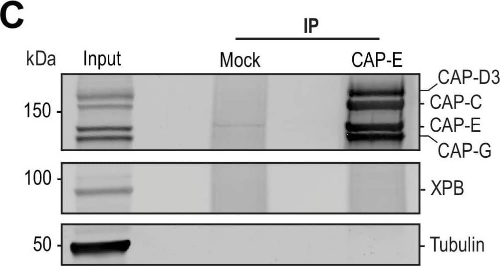 Western Blot: XPB Antibody [NB100-61060] - The TFIIH complex is required for the enrichment of condensins on chromosomes.(A) Left: Representative immunofluorescence images of Xenopus sperm nuclei incubated with Mock or CAP-E depleted extracts for 180 min. Chromatids were labeled with Hoechst & anti-XPB antibodies. Right: Quantification of fluorescence intensity of XPB on chromatin, normalized to Mock depleted condition. n = 24 structures for each condition. Error bars represent SD, & ‘NS’ indicates no statistically significant difference (p > 0.001). A.U., arbitrary units. Two biological replicates were performed, quantified structures are from a single experiment. (B) Western blot for indicated proteins that copurify with anti-XPB or IgG beads isolated from HSS extracts. IP, immunoprecipitate. (C) Western blot for indicated proteins that copurify with anti-CAP-E or Mock-treated beads isolated from HSS extracts. For condensin subunit detection, the blot was probed simultaneously with the indicated antibodies. Beads were coupled to either anti-CAP-E or pre-immune serum (“Mock”) & processed as indicated in the methods. IP, immunoprecipitate. (D) Representative immunofluorescence images of Xenopus sperm nuclei incubated with HSS extracts for 180 min. Chromatids were labeled with Hoechst & co-stained with anti-XPB & anti-CAP-E antibodies. Images of three representative individual chromatids are shown.Figure 3—figure supplement 1—source data 1.Source data for Figure 3—figure supplement 1B & C.Source data for Figure 3—figure supplement 1B & C. Image collected & cropped by CiteAb from the following publication (//pubmed.ncbi.nlm.nih.gov/35293859), licensed under a CC-BY license. Not internally tested by Novus Biologicals.