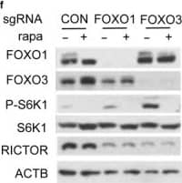 Western Blot: FOXO3 Antibody [NB100-614] - Increased proteotoxic stress & defective autophagy in Foxo1/3/4 knockout mice. (a) Tissue lysates from 12‐month‐old WT & KO brain cortex were analyzed by WB of indicated proteins. (c) p62 IF & (d) p62 & Ub IHC on cortical neurons from 12‐month‐old WT & KO brain cortex. Red arrows point to labeling positive inclusions. Scale bar = 200 μm. (e) Quantitation of representative results for (d). (f) Indicated genotype of neural progenitor cultures was differentiated into neurons for 5 days. Some cultures were treated with rapamycin (100 ng/ml) for 24 hr on day 4 of differentiation. (h) The autophagy activity was analyzed by flow cytometry. The bar graph shows autophagy indices as % of control of (f). (i) Cultures as in (f) were treated with chloroquine (100 ng/ml) for 4 hr & analyzed for the expression levels of LC3 by WB. Representative result from three to five independent experiments is shown. (b, g, j) Quantitation of WB band densities. Only chloroquine‐treated cultures were statistically compared in (j). Error bars, mean ± SEM. *p < .05. **p < .01, ***p < .005; ****p < .001. Statistical significance was determined by one‐way ANOVA Image collected & cropped by CiteAb from the following publication (//pubmed.ncbi.nlm.nih.gov/29178390), licensed under a CC-BY license. Not internally tested by Novus Biologicals.