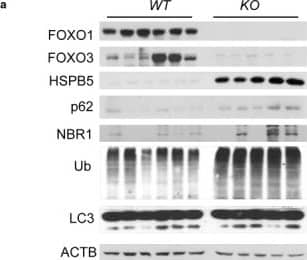 Western Blot: FOXO3 Antibody [NB100-614] - Increased proteotoxic stress & defective autophagy in Foxo1/3/4 knockout mice. (a) Tissue lysates from 12‐month‐old WT & KO brain cortex were analyzed by WB of indicated proteins. (c) p62 IF & (d) p62 & Ub IHC on cortical neurons from 12‐month‐old WT & KO brain cortex. Red arrows point to labeling positive inclusions. Scale bar = 200 μm. (e) Quantitation of representative results for (d). (f) Indicated genotype of neural progenitor cultures was differentiated into neurons for 5 days. Some cultures were treated with rapamycin (100 ng/ml) for 24 hr on day 4 of differentiation. (h) The autophagy activity was analyzed by flow cytometry. The bar graph shows autophagy indices as % of control of (f). (i) Cultures as in (f) were treated with chloroquine (100 ng/ml) for 4 hr & analyzed for the expression levels of LC3 by WB. Representative result from three to five independent experiments is shown. (b, g, j) Quantitation of WB band densities. Only chloroquine‐treated cultures were statistically compared in (j). Error bars, mean ± SEM. *p < .05. **p < .01, ***p < .005; ****p < .001. Statistical significance was determined by one‐way ANOVA Image collected & cropped by CiteAb from the following publication (//pubmed.ncbi.nlm.nih.gov/29178390), licensed under a CC-BY license. Not internally tested by Novus Biologicals.