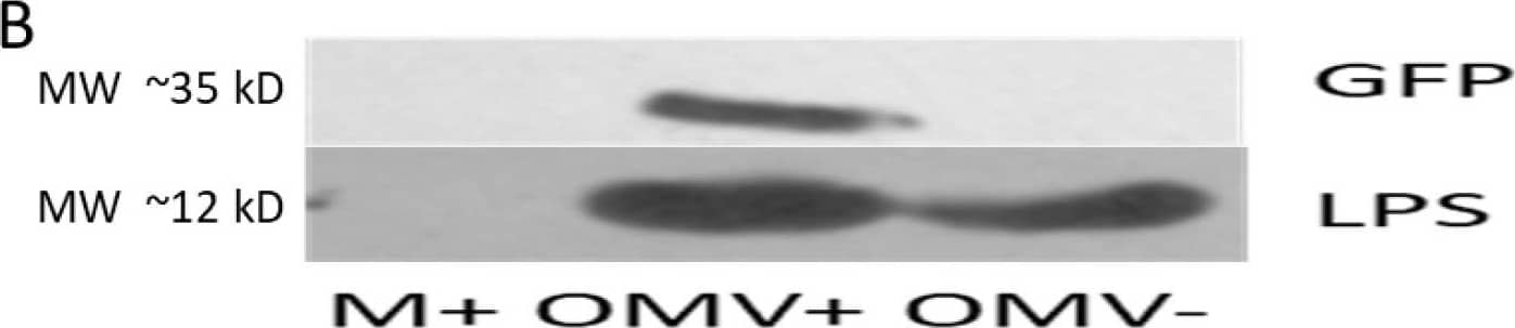 Molecular painting. GPI-anchored GFP only (GFP protein), OMVs only (OMV) and a mix of both (OMV + GFP) were incubated and OMV were separated from not associated material by ultracentrifugation. (A) Fluorometric data after molecular painting. Significantly higher fluorescence was observed in the OMV + GFP samples than in control samples containing GFP protein alone (GFP protein) and OMVs alone (OMV). Residual fluorescence is most likely due to residual GFP protein and vesicle autofluorescence. The p-values derived from t-test are indicated. (B) Immunoblotting for GFP and LPS. While a signal for GFP can only be found in the OMV + GFP samples, LPS is detected in all samples containing OMVs. (C) Flow cytometry analysis. Porcine PBMCs were incubated with OMVs to test the immune stimulatory potential of the vesicles. The B-cell proliferation marker Ki67 was used to show activation. The chemical compound R848 serves as an unspecific stimulator. In the absence of OMVs or in the presence of GPI-anchored proteins only, no significant stimulation is observed (no OMV and GPI-AP samples). OMVs show prominent B-cell stimulation, independent of whether molecular painting has been performed (compare samples OMV un and OMV tr). All error bars indicate standard deviations. N ≥ 2. The p-values are derived from t-test analysis. Image collected and cropped by CiteAb from the following open publication (//pubmed.ncbi.nlm.nih.gov/34199851), licensed under a CC-BY license. Not internally tested by Novus Biologicals.