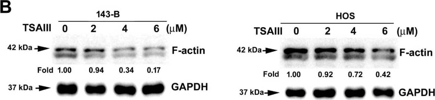 Western Blot Actin Gamma 1 Antibody (NH3) - BSA Free