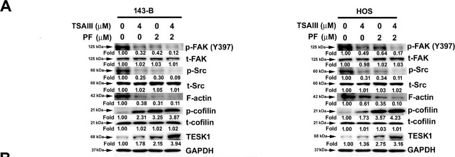 Western Blot Actin Gamma 1 Antibody (NH3) - BSA Free