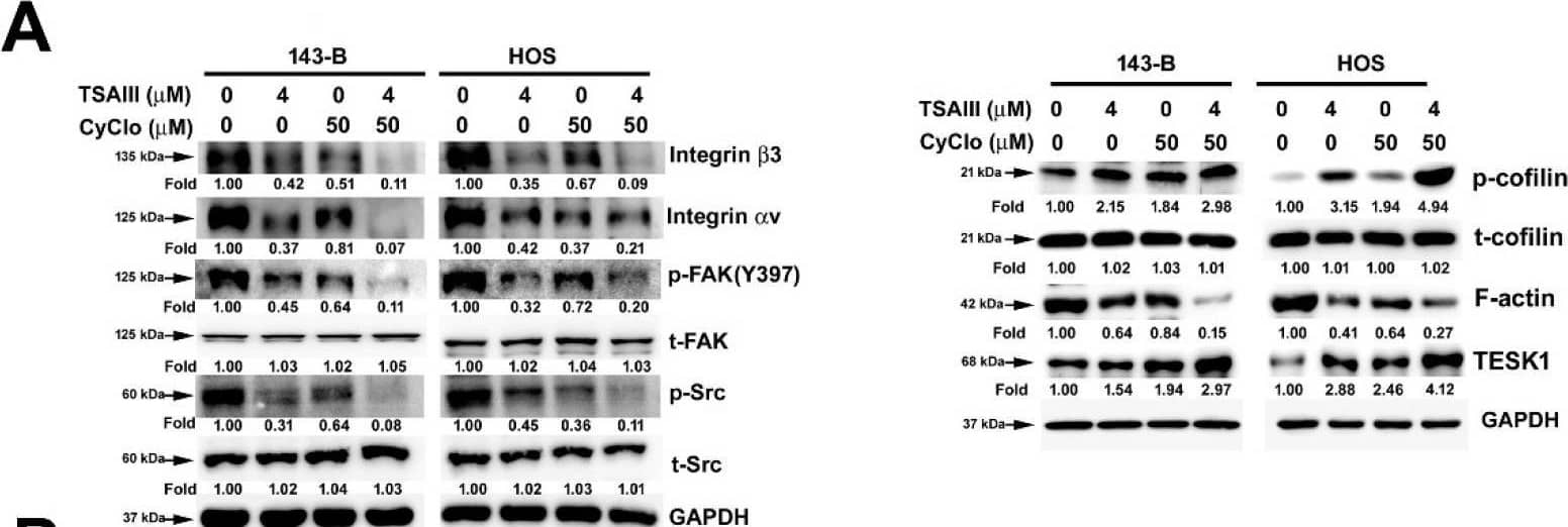 Western Blot Actin Gamma 1 Antibody (NH3) - BSA Free