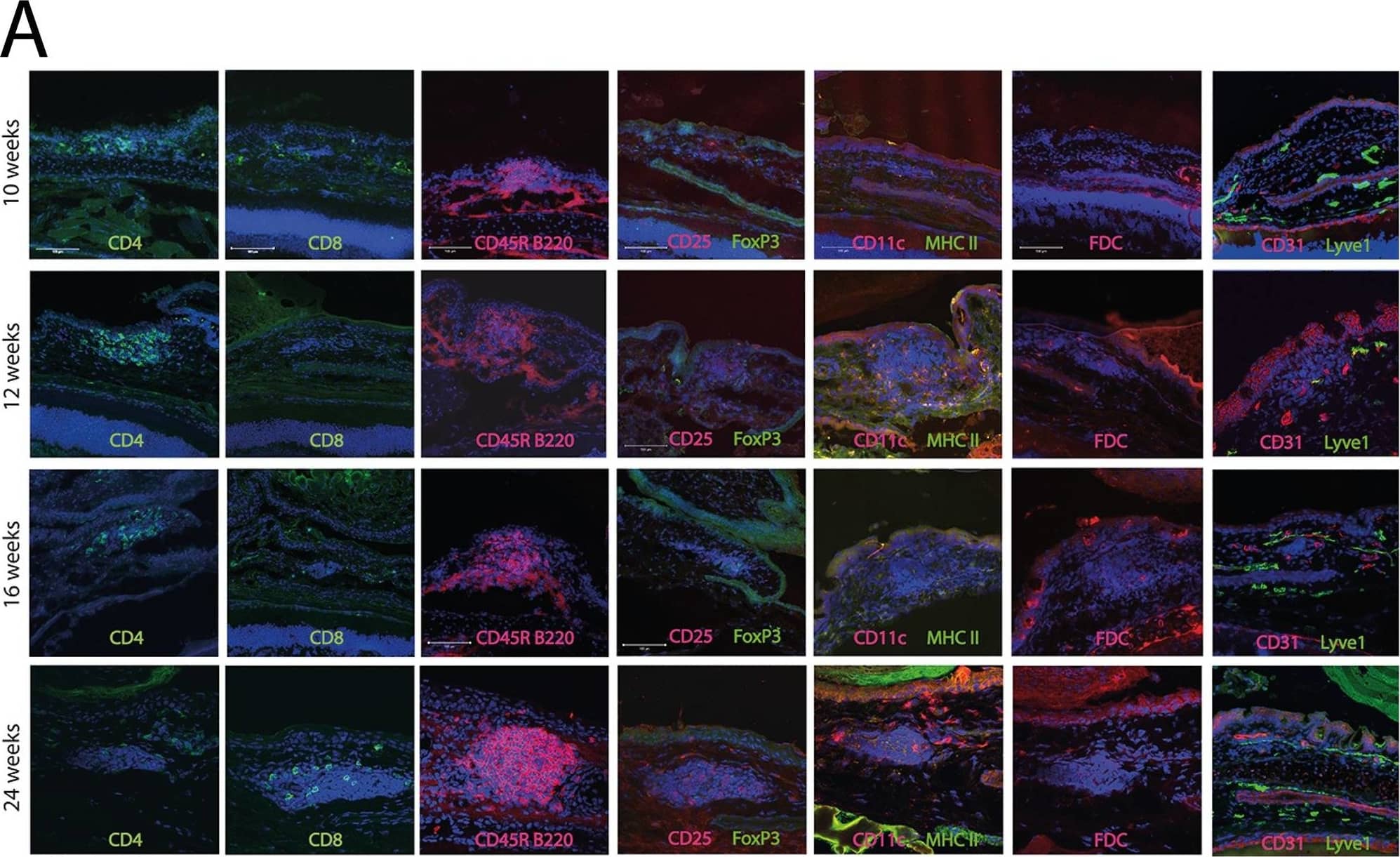 CALT under standard housing conditions.Immunhistological staining of CALT at 10–24 weeks that were kept under standard housing conditions were investigated using a panel of antibodies as described in table 1. Spatial distribution of lymphocytes, dendritic cells and follicular dendritic cells was analyzed. A) Comparison of CALT expression in mice kept under standard housing conditions with concordant time points of animals kept under SPF housing conditions (expression rates from figure 1). Statistically CALT expression was similar in both housing conditions. (SPF = specific pathogen free; SH = Standard housing conditions; n = number of eyes examined. Differences were statistically not significant, p>0.05). Image collected and cropped by CiteAb from the following open publication (//pubmed.ncbi.nlm.nih.gov/24376530), licensed under a CC-BY license. Not internally tested by Novus Biologicals.