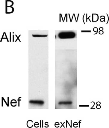 Western Blot: Alix Antibody (3A9) [NB100-65678] - Nef-containing exosomes deliver Nef to macrophages.A—Size distribution of the extracellular vesicles secreted by HEK293 cells determined by EM; Inset–EM micrograph of the vesicles; bar– 200 nm. B—Western blot for the exosomal marker Alix & Nef in cells & exosomes (exNef); C—Western blot for the indicated amounts of rNef & in a typical preparation of exNef (10 μg of exosomal protein); D, E–Time-course of exosome uptake quantitated by confocal microscopy; F–Time-course of exosome uptake quantitated by fluorimetry; percentage of added exosomes that was taken up is shown; G–Cells were incubated with exosomes for 48 h, excess exosomes was washed out & cells incubated for the indicated periods of time in exosome-free medum; retained fluorscence of the exosome stain PKH67 was assessed using confocal microscopy; H–Visualisation of Nef-GFP inside the cells after exposure to exNef-GFP (5 μg/ml of exosomal protein) after staining with anti-GFP antibody. Scale bars– 10 μm. Image collected & cropped by CiteAb from the following publication (//pubmed.ncbi.nlm.nih.gov/31344124), licensed under a CC-BY license. Not internally tested by Novus Biologicals.