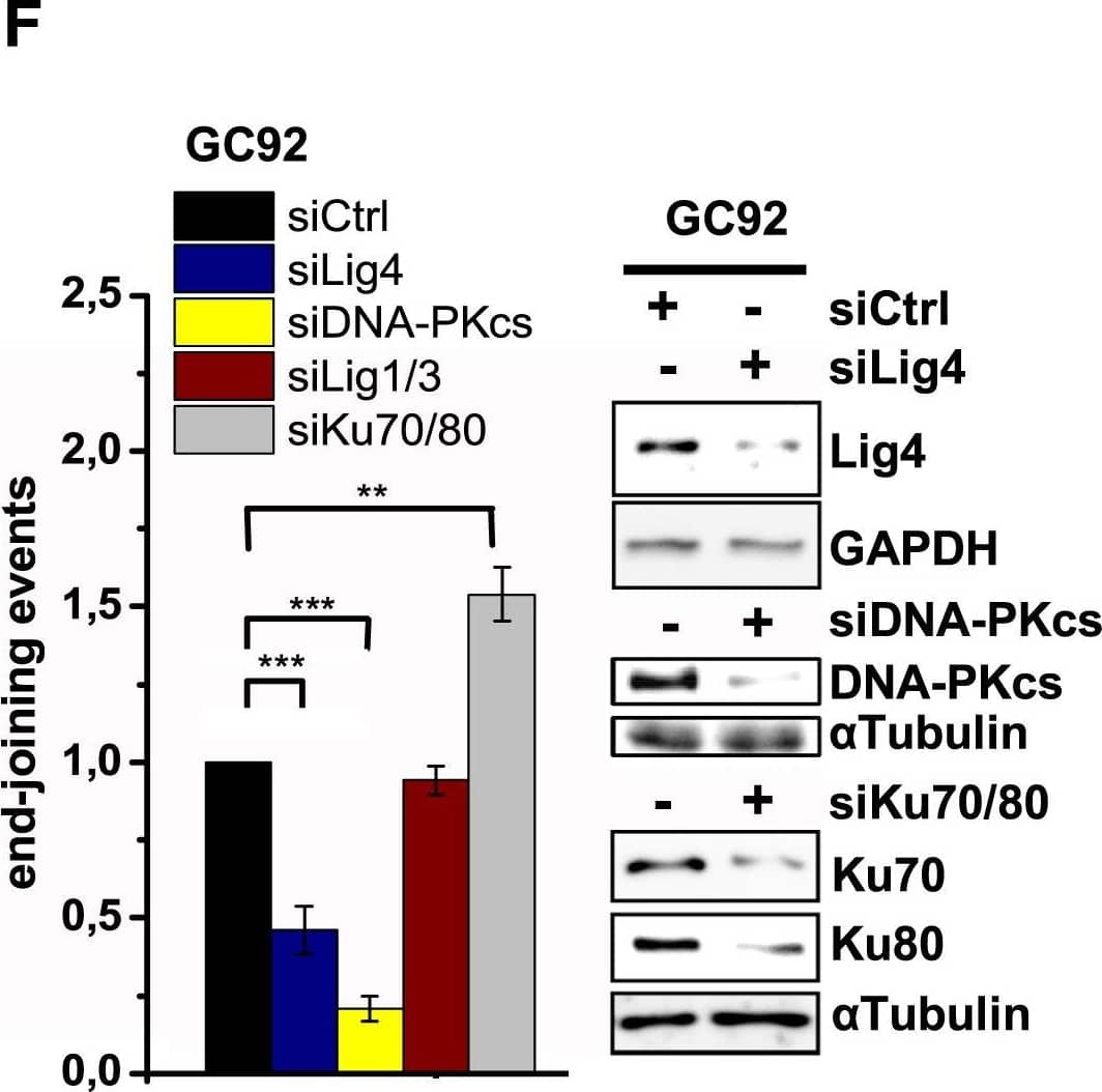 Western Blot: DNA-PKcs Antibody [NB100-658] - Molecular Characterization of G1 Resection(A) Schematic of the NHEJ reporter assay. The repair of two I-SceI-induced DSBs can result in loss of the intervening fragment, which is detected by a CD4+ signal (Rass et al., 2009). CD4+ clones were amplified by PCR (green arrows) across the repair site & sequenced. Repair of the two DSBs can also occur without loss of the intervening fragment, which escapes detection.(B)  gamma H2AX foci in GC92 WT & Artemis KO cells treated with siDNA-PKcs or siCtIP. Cells were transfected with I-SceI, & foci were scored in I-SceI+ & I-SceI− cells (identified by immunofluorescence [IF] against I-SceI). Data are mean ± SEM.(C) End joining events in GC92 WT & Artemis KO cells containing the NHEJ reporter substrate. Cells were transfected with RFP or cMyc-Artemis constructs. Events were quantified by the fraction of CD4+ & RFP/cMyc+cells relative to all RFP/cMyc+cells, & results were normalized to WT cells. Data are mean ± SEM.(D) End joining events in GC92 WT & Artemis KO cells treated with siCtIP. Data are mean ± SEM.(E) Distribution of deletion sizes obtained from the sequence analysis of GC92 WT & siLig1/3-treated cells. nt, nucleotide.(F) End joining events in GC92 cells treated with siKu70/80, siLig4, siLig1/3, or siDNA-PKcs. Data are mean ± SEM.See also Table S1. Image collected & cropped by CiteAb from the following publication (//pubmed.ncbi.nlm.nih.gov/28132842), licensed under a CC-BY license. Not internally tested by Novus Biologicals.