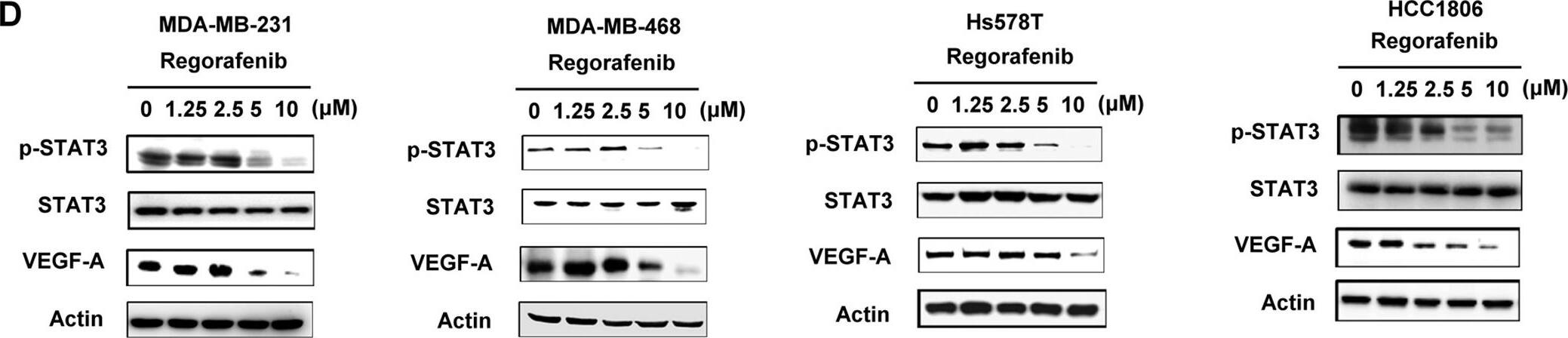 Western Blot: VEGF Antibody (VG1) - BSA Free [NB100-664] - Regorafenib reduced TNBC cell migration & targeted p-STAT3/VEGF-A signaling.(A) Chemical structure of regorafenib. (B,C), Transwell assay (B) & wound-healing assay (C) were performed in TNBC cell lines after regorafenib treatment for 24 h. *p < 0.05, **p < 0.01. (D) dose-dependent effects of regorafenib on p-STAT3 & VEGF-A proteins were analyzed by western blot. (E) Dose-dependent effects of regorafenib on VEGF-A mRNA were analyzed by qPCR. TNBC cells were exposed to the indicated doses for 24 hours. *p < 0.05, **p < 0.01. Image collected & cropped by CiteAb from the following publication (//pubmed.ncbi.nlm.nih.gov/27364975), licensed under a CC-BY license. Not internally tested by Novus Biologicals.