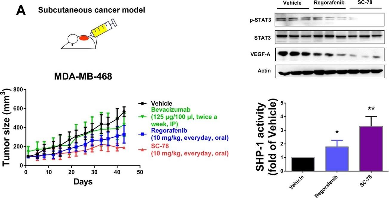 Western Blot: VEGF Antibody (VG1) - BSA Free [NB100-664] - Anti-tumor activity of regorafenib & SC-78 in a murine TNBC metastasis model.(A) Nude mice were subcutaneously injected with MDA-MB-468 cells (2 × 106). Mice were treated with vehicle, bevacizumab (125 μg/100 μl, twice a week, IP), regorafenib, or SC-78 (10 mg/kg, everyday, oral) for 43 days (n = 6), & the tumor size (left, bottom) was measured. In vivo protein levels were analyzed (Middle, top). Middle, bottom, the in vivo SHP-1 activity. Right, Representative images of IHC staining (100 × ). *p < 0.05, **p < 0.01. (B) Luciferase-expressing MDA-MB-231 (1 × 106) cells were injected orthotopically into the mammary fat pad of the mice. After two weeks, mice received regorafenib & SC-78, or vehicle orally at 10 mg/kg/every day (n = 5). Tumor growth was monitored by IVIS imaging system at the indicated times. Left, top, visualized by IVIS analysis. Left, bottom, quantification analysis from the IVIS total flux. Right, Representative images of IHC staining (100×). *p < 0.05, **p < 0.01. (C) In vivo bioluminescence images of nude mice injected i.v. with MDA-MB-231/Luc2 cells (1 × 106). After bioluminescence was observed, mice received vehicle or SC-78 orally at 10 mg/kg/every day. left, visualized by IVIS analysis. Right, Kaplan–Meier plot showing animal survival after treatment with vehicle or SC-78 (n = 8). The survival endpoint was set at 64 days after drug administration. (D) Schematic displays the drug mechanism of regorafenib & SC-78 on VEGF-A autocrine & paracrine inhibition & cell migration. SC-78 suppressed cancer metastasis dominantly through SHP-1 dependent-STAT3 dephosphorylation. Image collected & cropped by CiteAb from the following publication (//pubmed.ncbi.nlm.nih.gov/27364975), licensed under a CC-BY license. Not internally tested by Novus Biologicals.