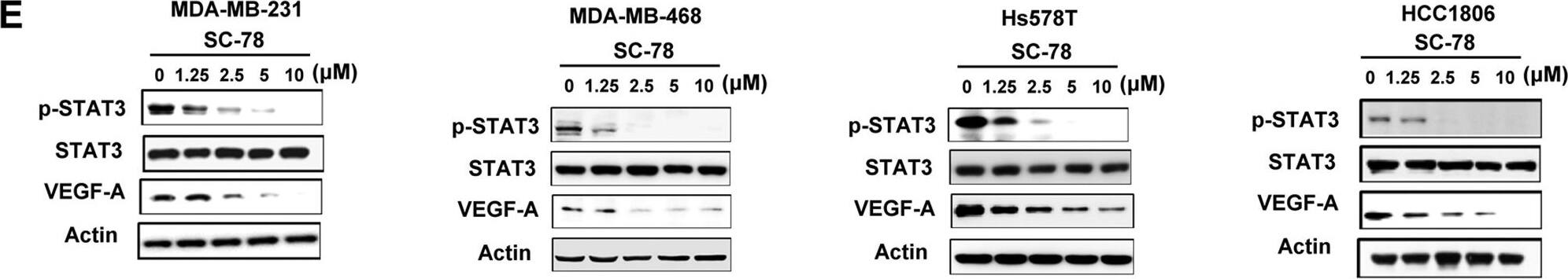 Western Blot: VEGF Antibody (VG1) - BSA Free [NB100-664] - SC-78, a derivative of regorafenib, exhibited more potent anti-migratory effects than regorafenib.(A) Chemical structure of SC-78. (B) The protein levels of p-VEGFR2, VEGFR2, p-PDGFR, & PDGFR in EAhy926 treated with various doses of regorafenib or SC-78 were determined by western blot. (C,D), The effect of SC-78 on migration of human TNBC cells was analyzed by Transwell migration assay (C) & wound-healing assay (D). *p < 0.05, **p < 0.01. (E) Human TNBC cells were treated with SC-78 dose dependently for 24 h, & the cell lysates were subjected to western blot assay. (F) MDA-MB-231 cells were transfected with vector control or VEGF-A overexpression plasmid (left), STAT3 overexpression plasmid (middle), scramble or SHP-1 siRNA (right), respectively. After 48 h transfection, cells were treated with SC-78 (2.5 μM) for 24 h & subjected to western blot assay or cells analyzed by Transwell migration assay. *p < 0.05, **p < 0.01. (G) SHP-1 activity assay was performed in MDA-MB-231 & MDA-MB-468 cells treated with SC-78 dose dependently. *p < 0.05, **p < 0.01. Image collected & cropped by CiteAb from the following publication (//pubmed.ncbi.nlm.nih.gov/27364975), licensed under a CC-BY license. Not internally tested by Novus Biologicals.