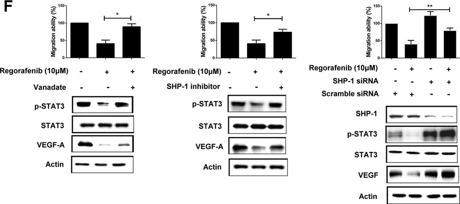 Western Blot: VEGF Antibody (VG1) - BSA Free [NB100-664] - Regorafenib transcriptionally inhibited VEGF-A expression through decreasing binding of STAT3 on promoter of VEGF-A.(A) Top, MDA-MB-231 cells co-transfected w/ a Renilla control vector & plasmids containing firefly luciferase gene driven by wild-type or STAT3 binding site-mutated VEGF-A promoter. After transfection for 48 h, cells treated w/ regorafenib for 24 h. Promoter activity analyzed by luciferase assay after regorafenib treatment. Bottom, MDA-MB-231 cells transfected w/ vector-control or STAT3-overexpression plasmid for 48 h. After , cells further co-transfected w/ Renilla & wild-type VEGF-A promoter & detect promoter activity as mentioned above. *p < 0.05, **p < 0.01. (B) After regorafenib treatment for 24 h, STAT3 binding site fragment detected by PCR in ChIP samples precipitated w/ STAT3 & rabbit IgG control antibodies in MDA-MB-231 cells. (C,D), MDA-MB-231 cells transfected, respectively, w/ control vector or VEGF-A overexpression plasmid (C) or STAT3 overexpression plasmid (D) for 48 h. After transfection, cells treated w/wo regorafenib for 24 h & subjected to WB assay or seeded to Transwell to analyze migration ability. *p < 0.05, **p < 0.01. (E) Cells treated w/ regorafenib at indicated dosages for 24 h & cell lysates analyzed by SHP-1 phosphatase activity assay. *p < 0.05, **p < 0.01. (F) MDA-MB-231 cells pretreated w/ pan-phosphatase inhibitor (left), or specific SHP-1 inhibitor (Middle) for 1 h before regorafenib treatment. Right, MDA-MB-231 cells transfected, respectively, w/ control siRNA or SHP-1 siRNA for 48 h. After transfection, cells treated w/wo regorafenib (10 μM) for 24 h. The protein levels analyzed by WB assay or cells seeded to Transwell to analyze migration ability. *p < 0.05, **p < 0.01. Image collected & cropped by CiteAb from following publication (//pubmed.ncbi.nlm.nih.gov/27364975), licensed under a CC-BY license. Not internally tested by Novus Biologicals.