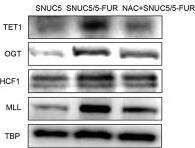 Western Blot: Host Cell Factor 1/HCFC1 Antibody [NB100-68209] - 5-FU-produced ROS involved in histone methyltransferase-mediated Nrf2 expression. F. The intracellular ROS level was detected by flow cytometry. Image collected & cropped by CiteAb from the following publication (//www.oncotarget.com/lookup/doi/10.18632/oncotarget.9745), licensed under a CC-BY license. Not internally tested by Novus Biologicals.