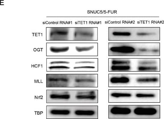 Western Blot: Host Cell Factor 1/HCFC1 Antibody [NB100-68209] - Relation of OGT-TET1 interaction on histone methylation & Nrf2 expression in SNUC5/5-FUR cellsA. Interaction between OGT & TET1 was examined by immunoprecipitation analyses using anti-OGT & anti-TET1 antibodies followed by Western blotting with anti-TET1 & anti-OGT antibodies. B. Interaction between OGT & TET1 was assessed by using PLA. Each green spot represents for a single interaction (OGT & TET1) & DNA was stained with DAPI. *Significantly different from SNUC5 cells (p<0.05). C. The O-GlcNAcylated TET1 or O-GlcNAcylated OGT was examined by immunoprecipitation analyses using anti-O-GlcNAc antibody followed by Western blotting with anti-TET1 & anti-OGT antibodies. The cells were transfected with non-targeting siRNA (siControl) or siOGT RNA or siTET1 RNA for 24 h. D. Expression pattern of OGT & TET1 in SNUC5/5-FUR cells was determined by Western blot analysis. *Significantly different from siControl-transfected cells (p<0.05). E. Expression pattern of TET1, OGT, HCF1, MLL, & Nrf2 in SNUC5/5-FUR cells was determined by Western blot analysis. *Significantly different from siControl-transfected cells (p<0.05). Image collected & cropped by CiteAb from the following publication (//www.oncotarget.com/lookup/doi/10.18632/oncotarget.9745), licensed under a CC-BY license. Not internally tested by Novus Biologicals.