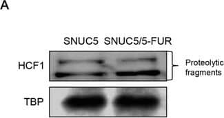 Western Blot: Host Cell Factor 1/HCFC1 Antibody [NB100-68209] - Effect of MLL-HCF1 interaction on histone methylation & Nrf2 expression in SNUC5/5-FUR cellsA. HCF1 expression was determined by Western blotting. *Significantly different from SNUC5 cells (p<0.05). B. Interaction between MLL & HCF1was examined by immunoprecipitation analysis using anti-MLL & anti-HCF1 antibodies followed by Western blotting with anti-HCF1 & anti-MLL antibodies. *Significantly different from SNUC5 cells (p<0.05). C. Interaction between MLL & HCF1was assessed by PLA. Each green spot represents for a single interaction (MLL & HCF1) & DNA was stained with DAPI. *Significantly different from SNUC5 cells (p<0.05). The cells were transfected with non-targeting siRNA (siControl) or siHCF1 RNA for 24 h. D. Expression pattern of MLL mRNA in SNUC5/5-FUR cells was determined by RT-PCR analysis. *Significantly different from siControl-transfected cells (p<0.05). E. Expression pattern of HCF1, MLL, & Nrf2 in SNUC5/5-FUR cells was determined by Western blot analysis. *Significantly different from siControl-transfected cells (p<0.05). Image collected & cropped by CiteAb from the following publication (//www.oncotarget.com/lookup/doi/10.18632/oncotarget.9745), licensed under a CC-BY license. Not internally tested by Novus Biologicals.