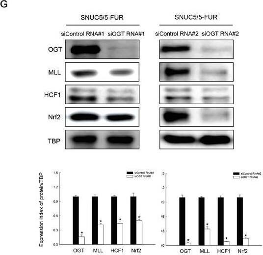 Western Blot: Host Cell Factor 1/HCFC1 Antibody [NB100-68209] - Involvement of OGT in histone methylase MLL/COMPASS-like complex-mediated Nrf2 expression in SNUC5/5-FUR cellsA. OGT & O-GlcNAc expression was determined by Western blotting. *Significantly different from SNUC5 cells (p<0.05). B. Interaction between HCF1 & OGT was examined by immunoprecipitation analysis using anti-HCF1 & anti-OGT antibodies followed by Western blotting with anti-HCF1 & anti-OGT antibodies. C. Interaction between HCF1 & OGT was assessed by using PLA. Each green spot represents for a single interaction (HCF1 & OGT) & DNA was stained with DAPI. *Significantly different from SNUC5 cells (p<0.05). D. Interaction between MLL & OGT was examined by immunoprecipitation analysis using anti-MLL & anti-OGT antibodies followed by Western blotting with anti-OGT & anti-MLL antibodies. E. Interaction between MLL & OGT was assessed by using PLA. Each green spot represents for a single interaction (MLL & OGT) & DNA was stained with DAPI. *Significantly different from SNUC5 cells (p<0.05). The cells were transfected with non-targeting siRNA (siControl) or siOGT RNA for 24 h. F. Expression pattern of MLL mRNA in SNUC5/5-FUR cells was determined by RT-PCR analysis. *Significantly different from siControl-transfected cells (p<0.05). G. Expression pattern of OGT, MLL, HFC1, & Nrf2 in SNUC5/5-FUR cells was determined by Western blot analysis. *Significantly different from siControl-transfected cells (p<0.05). Image collected & cropped by CiteAb from the following publication (//www.oncotarget.com/lookup/doi/10.18632/oncotarget.9745), licensed under a CC-BY license. Not internally tested by Novus Biologicals.