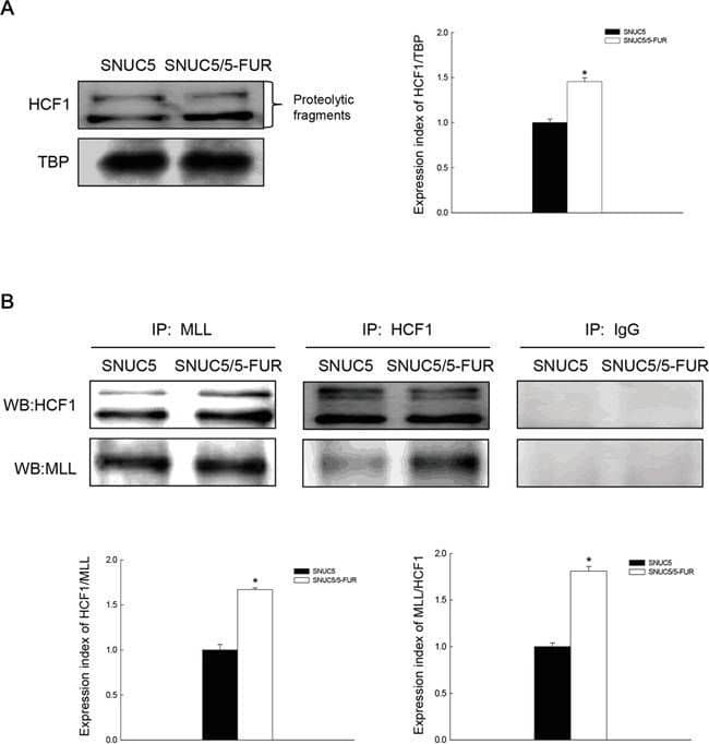 Western Blot: Host Cell Factor 1/HCFC1 Antibody [NB100-68209] - Effect of MLL-HCF1 interaction on histone methylation & Nrf2 expression in SNUC5/5-FUR cellsA. HCF1 expression was determined by Western blotting. *Significantly different from SNUC5 cells (p<0.05). B. Interaction between MLL & HCF1was examined by immunoprecipitation analysis using anti-MLL & anti-HCF1 antibodies followed by Western blotting with anti-HCF1 & anti-MLL antibodies. *Significantly different from SNUC5 cells (p<0.05). C. Interaction between MLL & HCF1was assessed by PLA. Each green spot represents for a single interaction (MLL & HCF1) & DNA was stained with DAPI. *Significantly different from SNUC5 cells (p<0.05). The cells were transfected with non-targeting siRNA (siControl) or siHCF1 RNA for 24 h. D. Expression pattern of MLL mRNA in SNUC5/5-FUR cells was determined by RT-PCR analysis. *Significantly different from siControl-transfected cells (p<0.05). E. Expression pattern of HCF1, MLL, & Nrf2 in SNUC5/5-FUR cells was determined by Western blot analysis. *Significantly different from siControl-transfected cells (p<0.05). Image collected & cropped by CiteAb from the following publication (//www.oncotarget.com/lookup/doi/10.18632/oncotarget.9745), licensed under a CC-BY license. Not internally tested by Novus Biologicals.