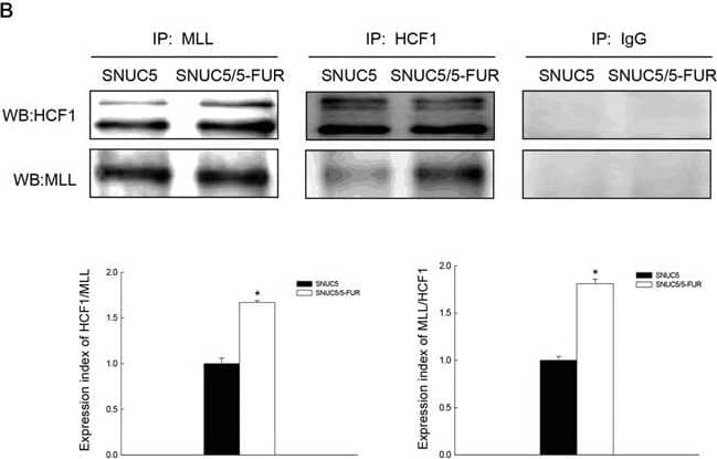 Western Blot: Host Cell Factor 1/HCFC1 Antibody [NB100-68209] - Effect of MLL-HCF1 interaction on histone methylation & Nrf2 expression in SNUC5/5-FUR cellsA. HCF1 expression was determined by Western blotting. *Significantly different from SNUC5 cells (p<0.05). B. Interaction between MLL & HCF1was examined by immunoprecipitation analysis using anti-MLL & anti-HCF1 antibodies followed by Western blotting with anti-HCF1 & anti-MLL antibodies. *Significantly different from SNUC5 cells (p<0.05). C. Interaction between MLL & HCF1was assessed by PLA. Each green spot represents for a single interaction (MLL & HCF1) & DNA was stained with DAPI. *Significantly different from SNUC5 cells (p<0.05). The cells were transfected with non-targeting siRNA (siControl) or siHCF1 RNA for 24 h. D. Expression pattern of MLL mRNA in SNUC5/5-FUR cells was determined by RT-PCR analysis. *Significantly different from siControl-transfected cells (p<0.05). E. Expression pattern of HCF1, MLL, & Nrf2 in SNUC5/5-FUR cells was determined by Western blot analysis. *Significantly different from siControl-transfected cells (p<0.05). Image collected & cropped by CiteAb from the following publication (//www.oncotarget.com/lookup/doi/10.18632/oncotarget.9745), licensed under a CC-BY license. Not internally tested by Novus Biologicals.