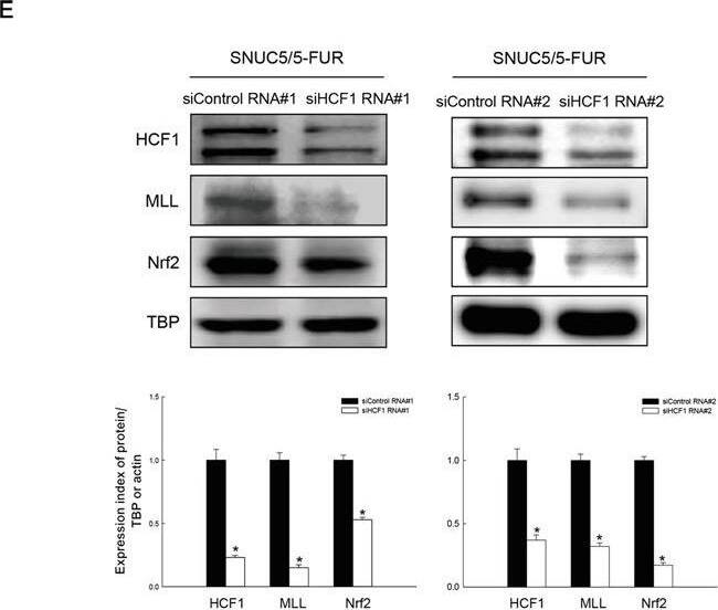 Effect of MLL-HCF1 interaction on histone methylation and Nrf2 expression in SNUC5/5-FUR cellsA. HCF1 expression was determined by Western blotting. *Significantly different from SNUC5 cells (p<0.05). B. Interaction between MLL and HCF1was examined by immunoprecipitation analysis using anti-MLL and anti-HCF1 antibodies followed by Western blotting with anti-HCF1 and anti-MLL antibodies. *Significantly different from SNUC5 cells (p<0.05). C. Interaction between MLL and HCF1was assessed by PLA. Each green spot represents for a single interaction (MLL and HCF1) and DNA was stained with DAPI. *Significantly different from SNUC5 cells (p<0.05). The cells were transfected with non-targeting siRNA (siControl) or siHCF1 RNA for 24 h. D. Expression pattern of MLL mRNA in SNUC5/5-FUR cells was determined by RT-PCR analysis. *Significantly different from siControl-transfected cells (p<0.05). E. Expression pattern of HCF1, MLL, and Nrf2 in SNUC5/5-FUR cells was determined by Western blot analysis. *Significantly different from siControl-transfected cells (p<0.05). Image collected and cropped by CiteAb from the following open publication (//pubmed.ncbi.nlm.nih.gov/27259240), licensed under a CC-BY license. Not internally tested by Novus Biologicals.