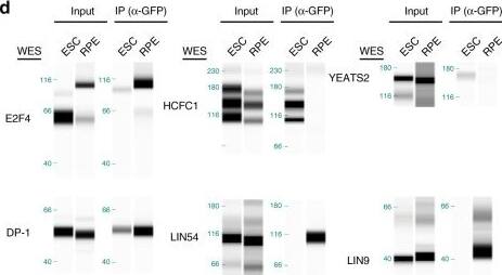 Western Blot: Host Cell Factor 1/HCFC1 Antibody [NB100-68210] - Transcriptional activation by E2F4 in mouse ES cells is mediated by chromatin modifiers. a Schematic representation of the affinity purification-mass spectrometry approach to identify the E2F4 interactome. b Silver stain of eluted fractions from RPE cells and mouse ES cells . Slices of gel were subjected to mass spectrometry, & the indicated protein bands were identified by analyzing the proteins enriched in each slice. c GO terms for cellular components enriched in the list of mouse ES cell-specific candidate interactors. d Validation of interactions between GFP-E2F4 & DP-1, HCFC1, YEATS2, LIN54, & LIN9, by co-immunoprecipitation followed by immunoassay, in mouse ES cells & human RPE cells. Transcriptional activators (HCFC1 & YEATS2) preferentially bind to E2F4 in mouse ES cells while members of the DREAM repressor complex (LIN54 & LIN9) bind preferentially to E2F4 in RPE cells. Molecular weights (kDa) are indicated on the left side (one experiment shown of at least two experiments) Image collected & cropped by CiteAb from the following publication (//pubmed.ncbi.nlm.nih.gov/31270324), licensed under a CC-BY license. Not internally tested by Novus Biologicals.