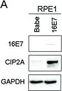 Western Blot: CIP2A Antibody [NB100-68264] - Knockdown of CIP2A inhibited cell proliferation & DNA synthesis of HPV-16E7-expressing cells(A) Western blot analysis of protein level of 16E7 & CIP2A in RPE1-16E7 cells & (B) with CIP2A siRNA for 48 hr. (C) CCK8 assay of cell proliferation of RPE1-16E7 cells with CIP2A siRNA. (D) Flow cytometry of cells with CIP2A siRNA & labeled with BrdU for 2 hr, then stained with PI & BrdU; & (E), Quantification. Babe, vector control. **, P < 0.01. Image collected & cropped by CiteAb from the following publication (//pubmed.ncbi.nlm.nih.gov/25650660), licensed under a CC-BY license. Not internally tested by Novus Biologicals.